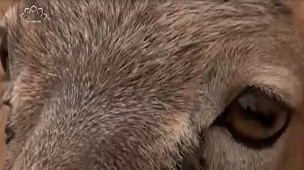 بەشێک لە بەڵگە فیلمی ژیانی بوونەوەرانی پارێزگای کوردستان - 06-03-2020