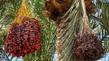Jêkirina mehsûla xurmê ji daristanên bajarê Deştistanê