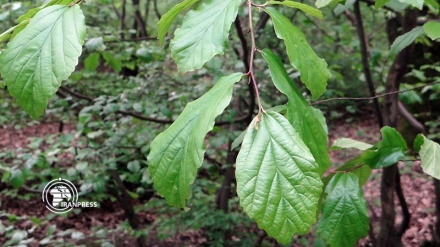 سرووشتی جوانی ژینگەی ئێران