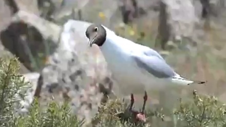 ژیانی بوونەوەرانی پارێزگای کوردستان - 14-04-2020