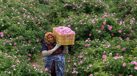 هەڵگرتنەوەی گوڵی موحەممەدی له شاری کاشان - وەرزی بەهار