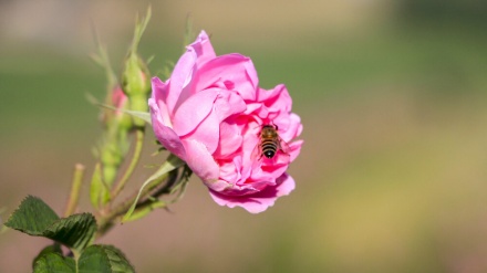 Çinîna golên sor yan qizîlgol li dewera Ormiyê