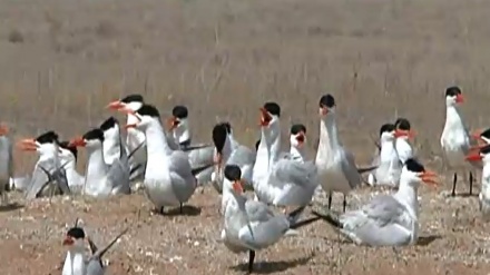 بەشێک لە بەڵگە فیلمی دوورگەی باڵندەکان - 26-06-2019