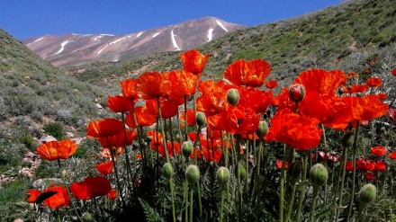 گۆرانی کوردی گۆنای یار