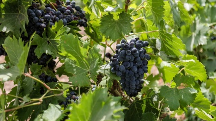 وەرزی ترێ ڕەشە