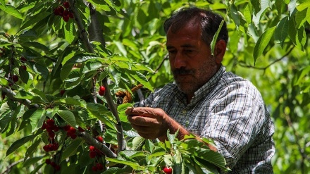 چنینەوەی گێلاس لە باخەکانی بجنورد