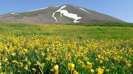 سەھەند، بوکی چیاکانی ئێران