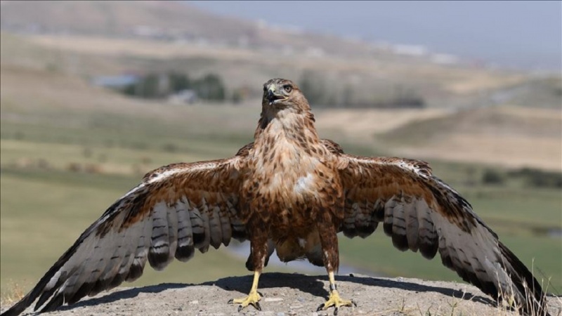 Li Wanê 23 çivîkên birîndar ên hatin dermankirin berdan çolê