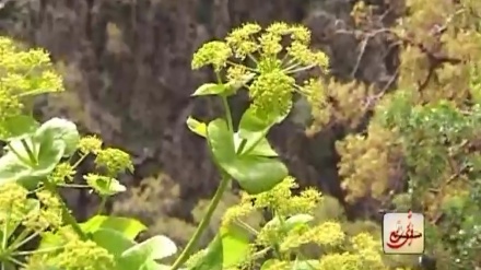 بەشێک لە بەشێک لە ڕۆژی نوێ - 04-07-2020