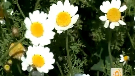 گۆرانیەکی خۆش بە دەنگی جەمشید عەزیزخانی