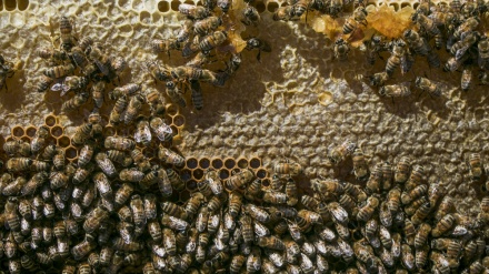 بەرهەم هێنانی هەنگوێن لە شەبستەر 