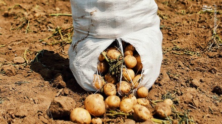 چنینەوەی پەتاتە لە مەزراکانی رۆژاوای ئێران