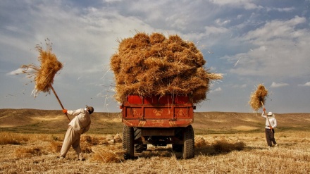 وێنەگەلێک جوان و سەرنج ڕاکێش له خەرمانی گەنم لە خوراسانی باکوور