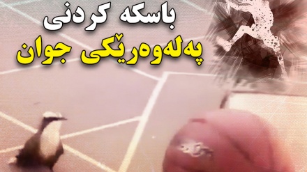 باسکە کردنی پەلەوەرێکی خوان