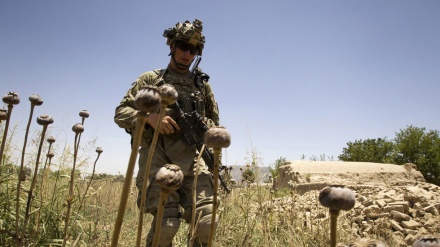 شاید حیوانات کو بھی امریکی موجودگی پسند نہیں!