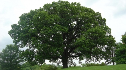 Çandina Dare berûyan li Kirmaşanê