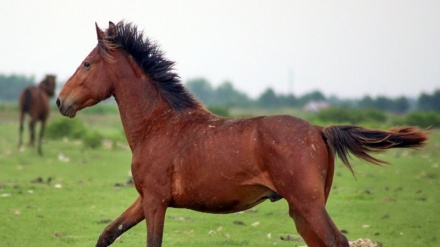 ئەسبی کوردی ، یەک لە ڕەسەن ترین و باشترین ڕەگەزەکانی ئەسبە ئێرانییەکانە