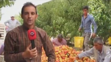 Jêkirina şelilan ji Baxên  Ûrmiyê