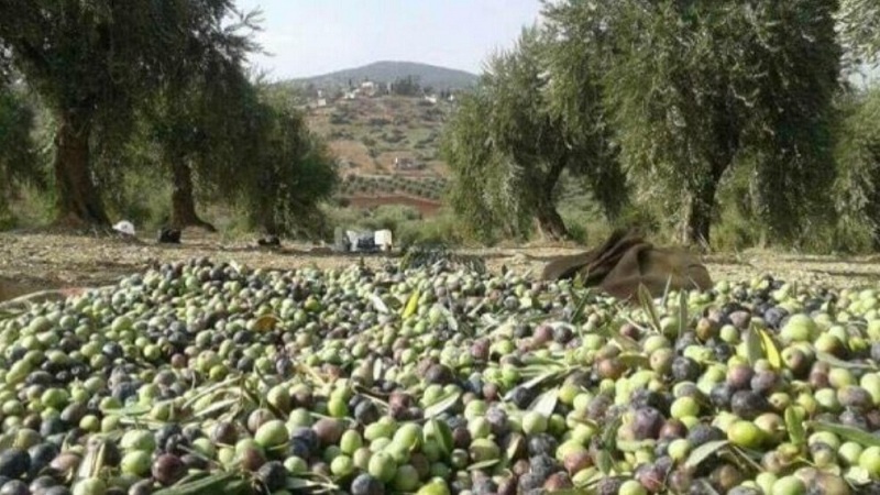  Dewleta Tirkiyê zeytûnên Efrînê didize