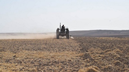 Li Kobanê cotkaran dest bi amadekariyên mewsima nû kirine