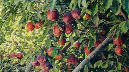 Tamên tirş û şirîn ûrmîyê