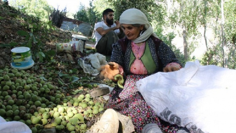 Şirnex; Ji ber bereketa darê gûzan gundî û seforî tev de dilxweş in