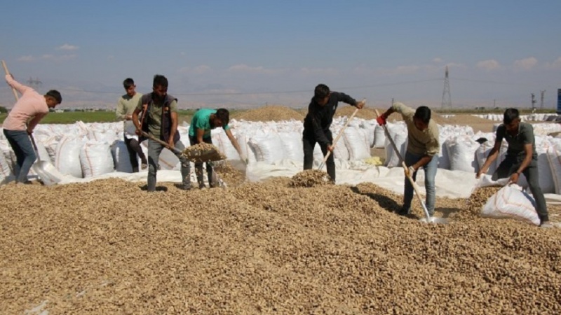 Şirnex; Îsal wê bi saya fisteqan xisara par safî bikin