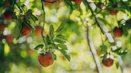 Xanima baxevan li bajarê Qudsê, Tehran