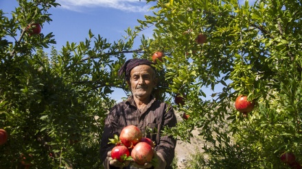 هەڵگرتنەوەی هەنار لە ئێران