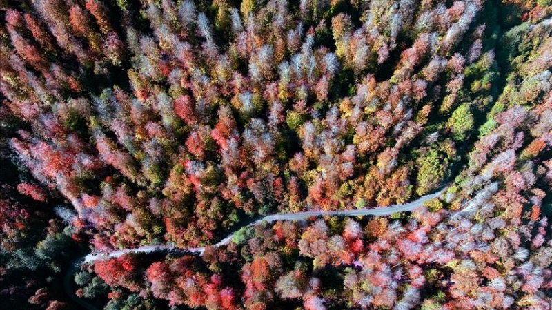 دیمه‌نی جوانی وه‌رزی پاییز له ناوچه گه‌شتیارییه‌کانی تورکیا