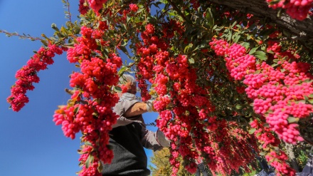 خراسان جنوبی کے باغات میں زرشک کی کثائی