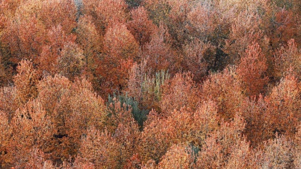 Rixeya ji Trump  û komarîxwazan ji ber bêkêriya wan li hember koronayê 