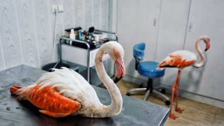 فلیمنگو (Flamingo) کو بچانے کے لئے اقدامات