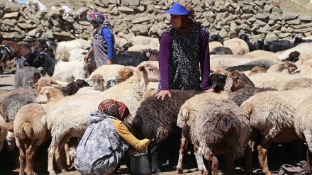 raporek li ser jiyana Kokebxanom xatûna veberhêner a Eleşterî