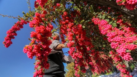 بەرهەمهێنانی هەنگوین و زریشک و عەناب لە خۆراسانی باشووری