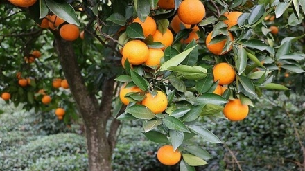 Hilberîna Pirteqalê li parêzgeha Gulistanê