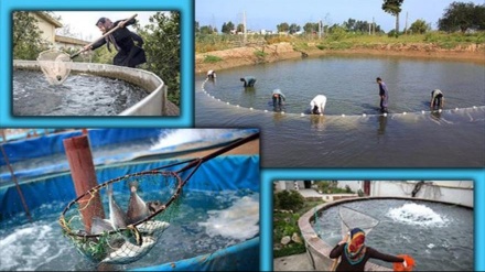 Xweyîkirina masîyan li Loristanê