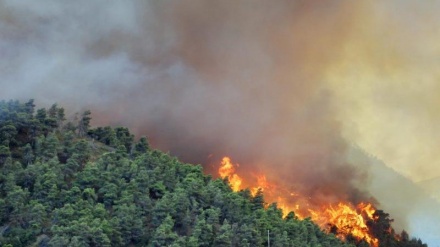 Hirkan Milli Parkında yanğın davam edir