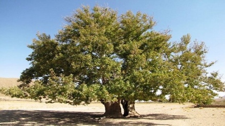 تۆمارکرانی هەشت داری کۆنی کوردستان وەکوو میراتی نیشتیمانیی ئێران