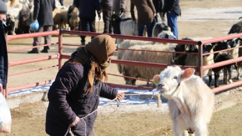 Wan - Rewşa çandinî û sewaldariyê / Welatî: Bila qedexekirina mêrgan bê betalkirin