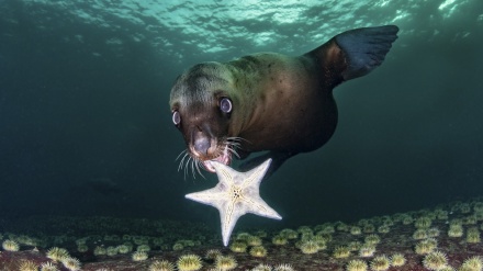 Odabrane fotografije s takmičenja u umjetničkoj fotografiji oceana 2020.