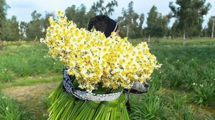 Berba narcisa; Behbehan, Huzestan