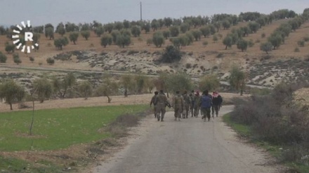 Li Efrînê grûpên çete dest danîn ser 60 zeviyên darên zeytûnan 