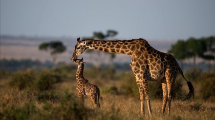 جوڵەی سەرنجڕاکێشی زراڤە لەکاتی خواردن دا