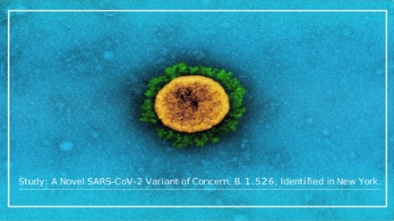 نیویارک میں کورونا وائرس کی نئی قسم دریافت