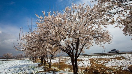       Kulîlkên cemedê