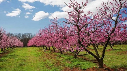 Daristana çandina çiqlên darûberan li Demawendê