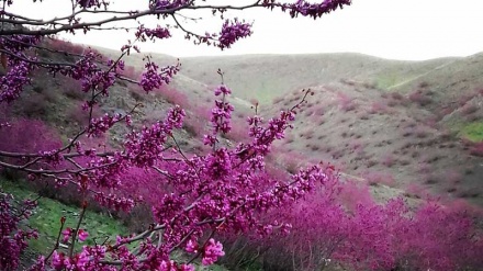 Raporek li ser Çekirina selikan li bajarê Meşhedê de