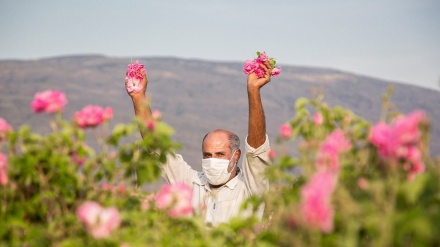 وەرزی گوڵ چنین لە ئێران