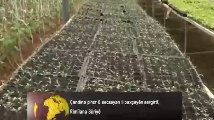 Çandina pincar û sebzeyan li baxçeyên sergirtî Rimêlana Sûriyê